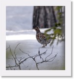 Pyy_ hazel-grouse5 * 1006 x 1073 * (748KB)